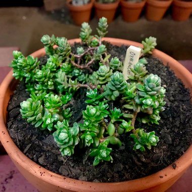 Sedum Oaxacanum