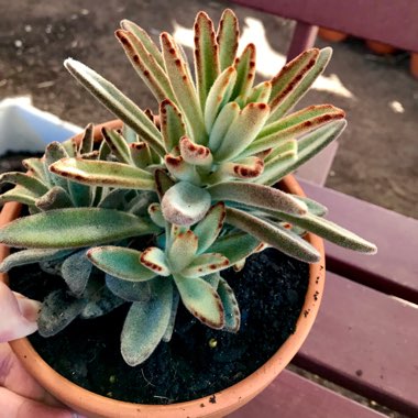 Kalanchoe Tomentosa 'Chocolate Soldier'