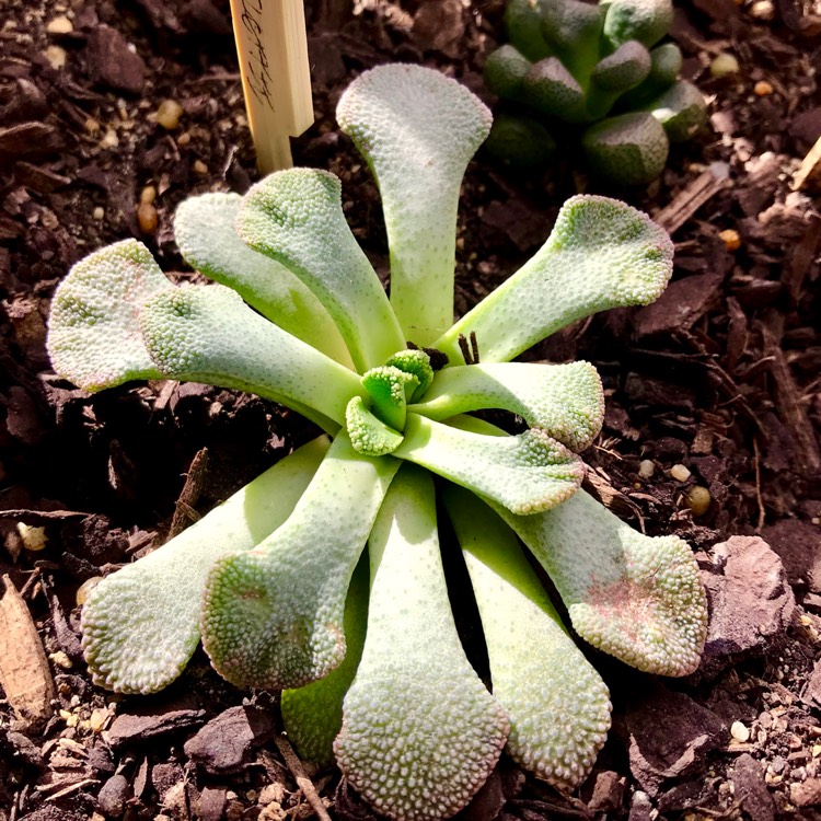 Plant image Aloinopsis Villetii