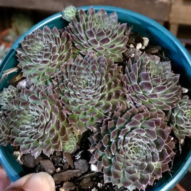 Sempervivum Pink Puff