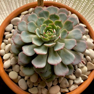 Echeveria Dondo