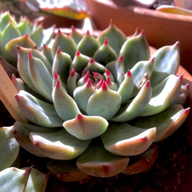 Echeveria Chihuahuaensis