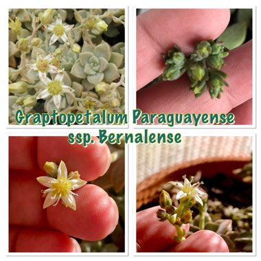 Graptopetalum Paraguayense subsp. Bernalense