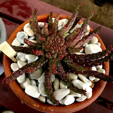 Euphorbia Gorgonis