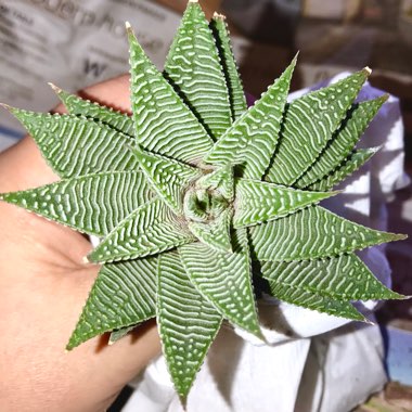 Haworthiopsis Limifolia var. Sriata