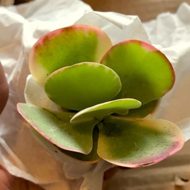 Kalanchoe Thyrsiflora Variegated