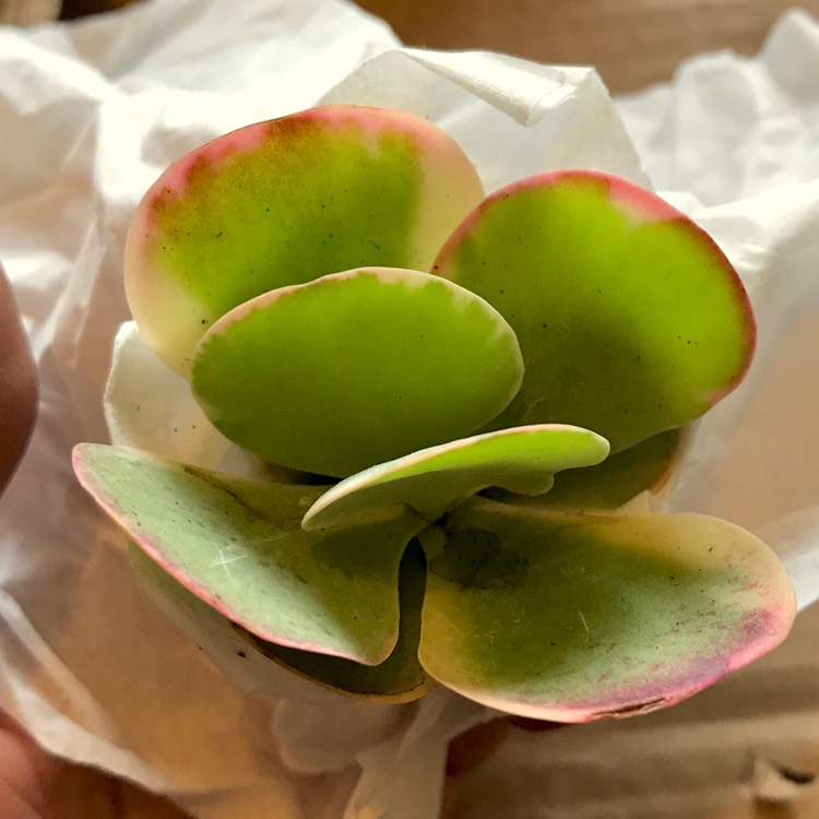 Plant image Kalanchoe Thyrsiflora Variegated