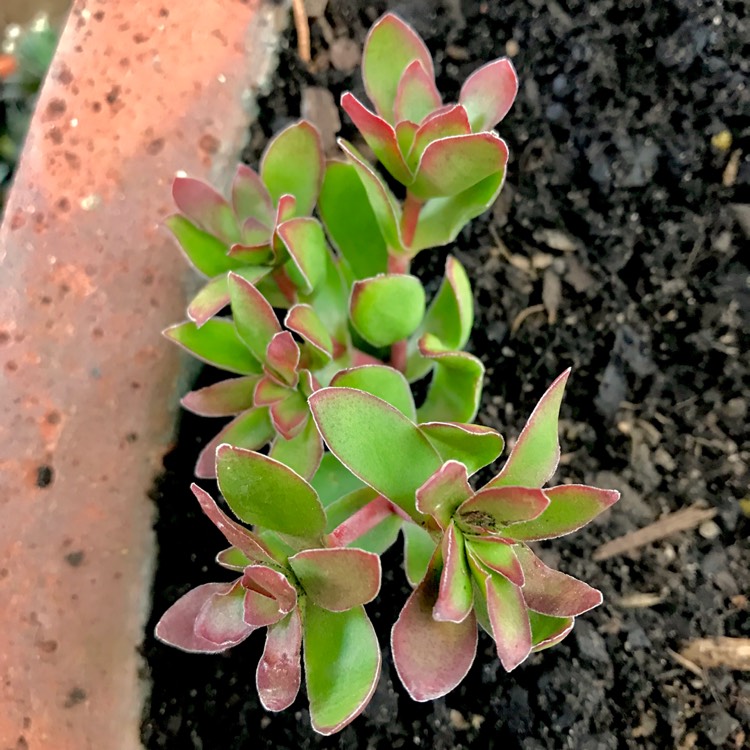 Plant image Crassula rubricaulis