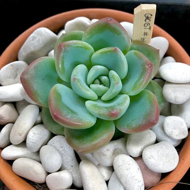 Echeveria