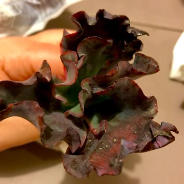 Echeveria Black Opal