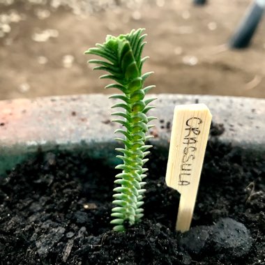 Crassula Ericoides