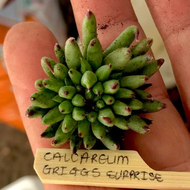 Sempervivum Calcareum Grigg's Surprise