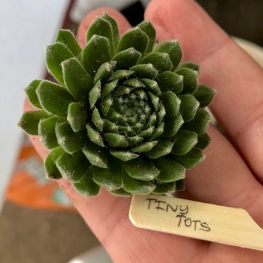 Sempervivum Arachnoideum Tiny Tots