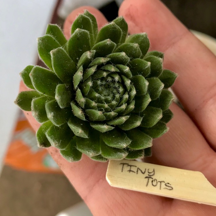 Plant image Sempervivum Arachnoideum Tiny Tots