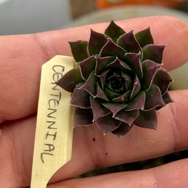 Sempervivum Centennial