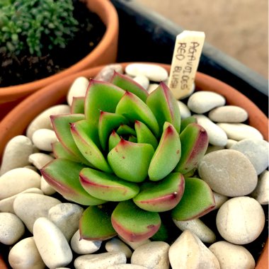 Echeveria Agavoides Red Blush