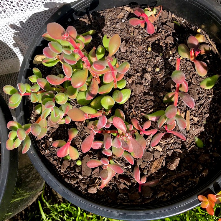 Plant image Crassula rogersii