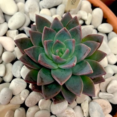 Echeveria Peacocki x Setosa