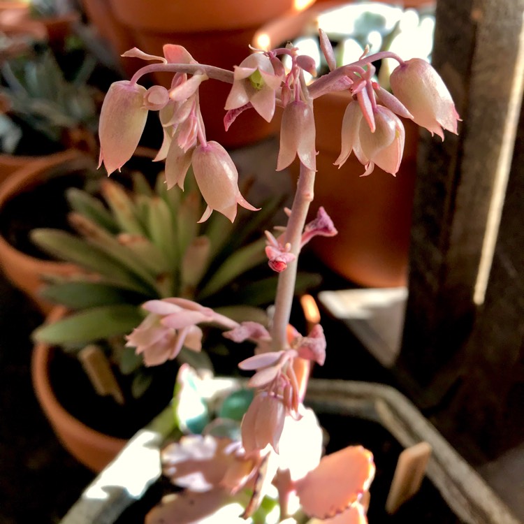 Plant image Kalanchoe Laxiflora