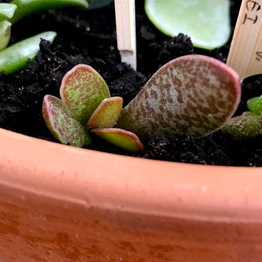 Adromischus maculatus syn. Cotyledon rupicola ; Cotyledon maculatus