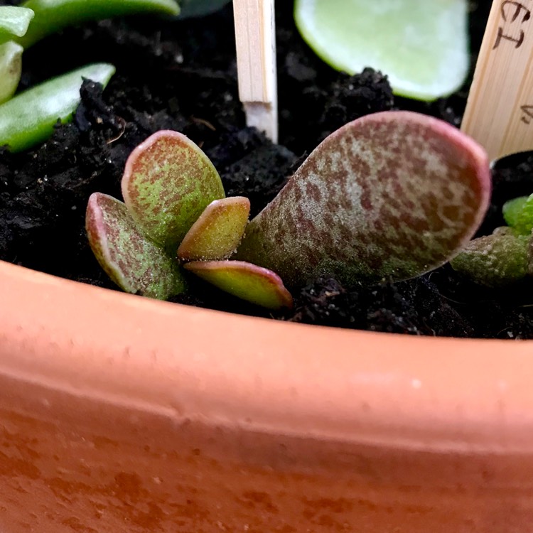 Plant image Adromischus maculatus syn. Cotyledon rupicola ; Cotyledon maculatus