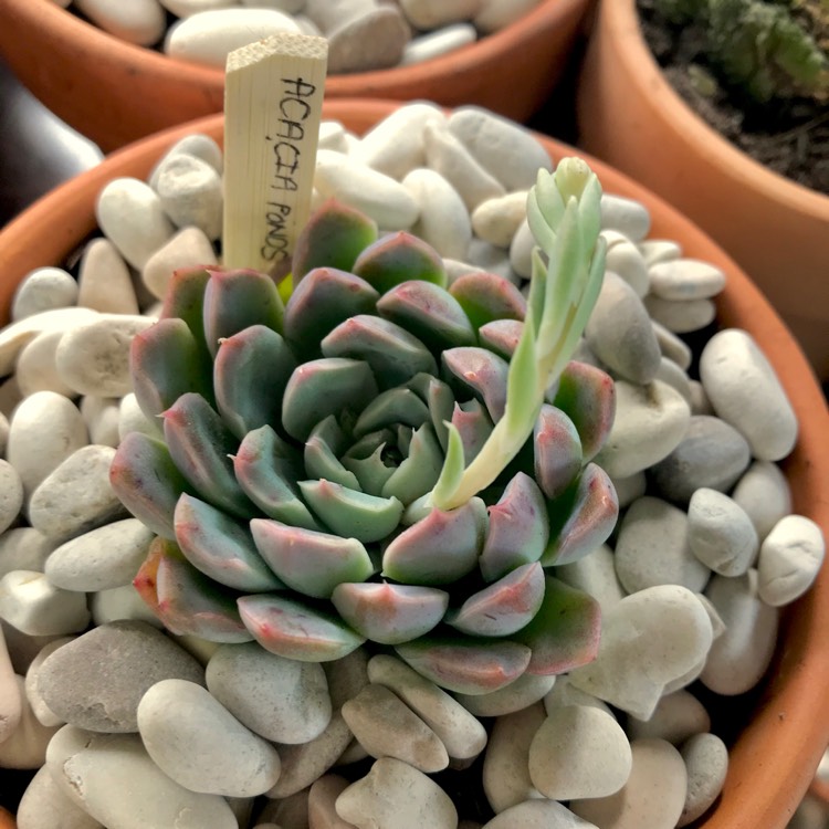 Plant image Echeveria Acacia Ponds