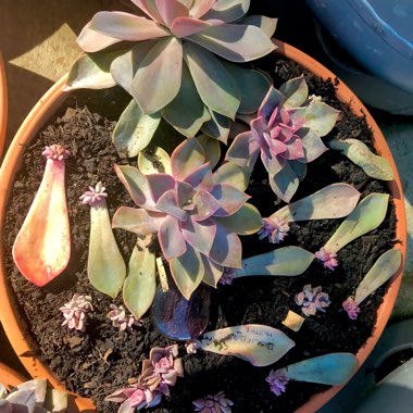 xGraptoveria Douglas Huth