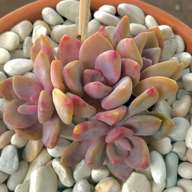 Plant image x Pachyveria Pachyphytoides