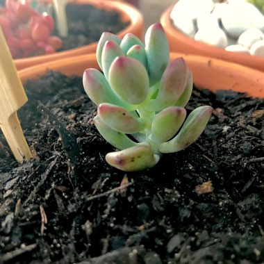 Sedum Commixtum