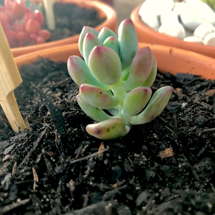 Plant image Sedum Commixtum