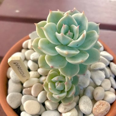 Echeveria Deresina