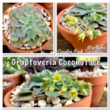 xGraptoveria Coconut Ice