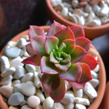 Echeveria Bicolor var. Bicolor