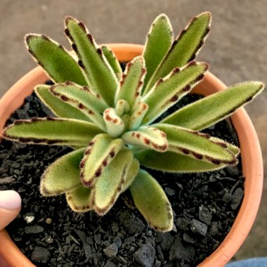 Kalanchoe Tomentosa Golden Girl