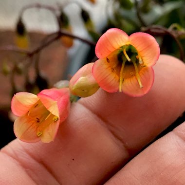 Kalanchoe uniflora 'Freedom Bells'