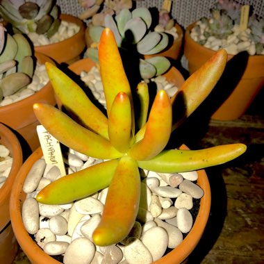 Pachyphytum viride