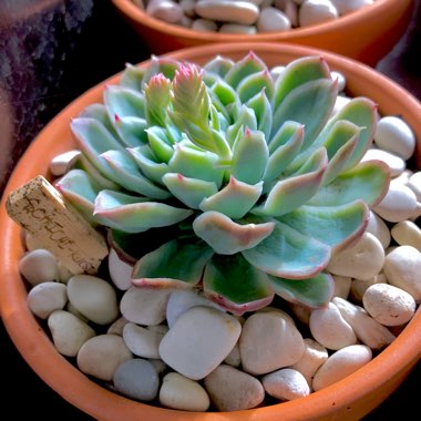 Echeveria Schichi-Kuksi