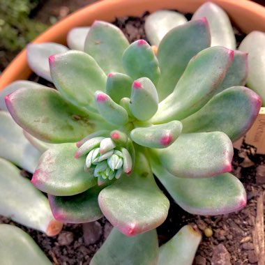 Pachyphytum