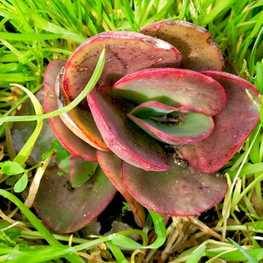 Echeveria Big Red