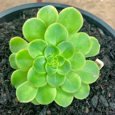 Aeonium Canariense var. Subplanum