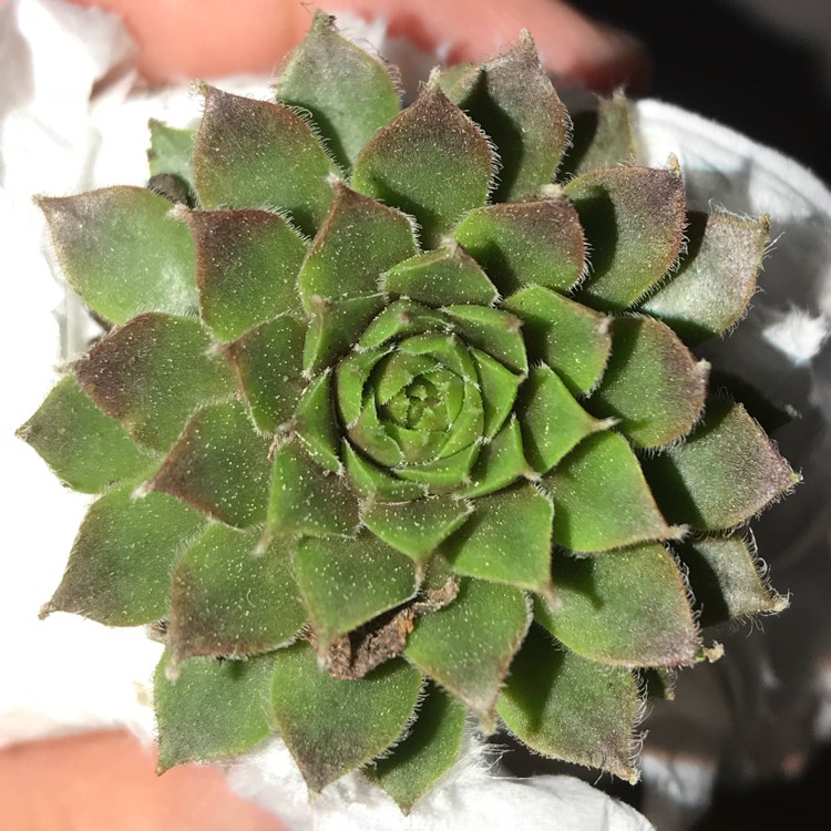 Plant image Sempervivum Jade Rose