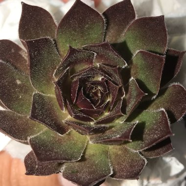 Sempervivum Pacific Red Rose