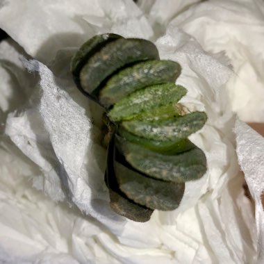 Haworthia truncata var. truncata