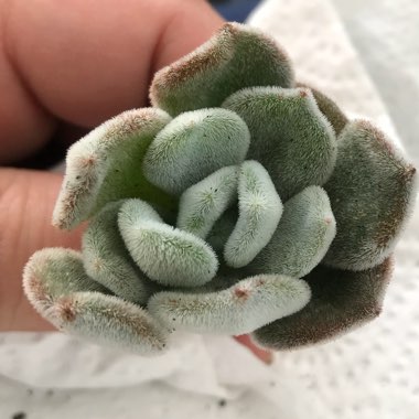 Echeveria Leucotricha