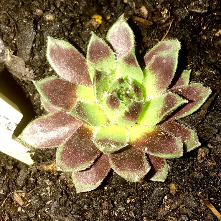 Plant image Sempervivum Black Mini