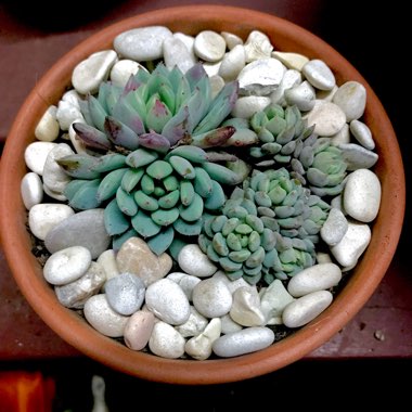 Echeveria Laui x Setosa v. Deminuta