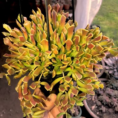 Cotyledon Papillaris