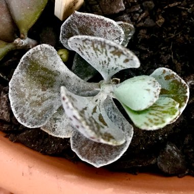 Kalanchoe rhombopilosa var. rhombopilosa