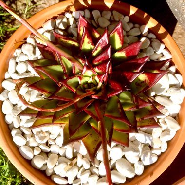 Echeveria Agavoides Red Edge