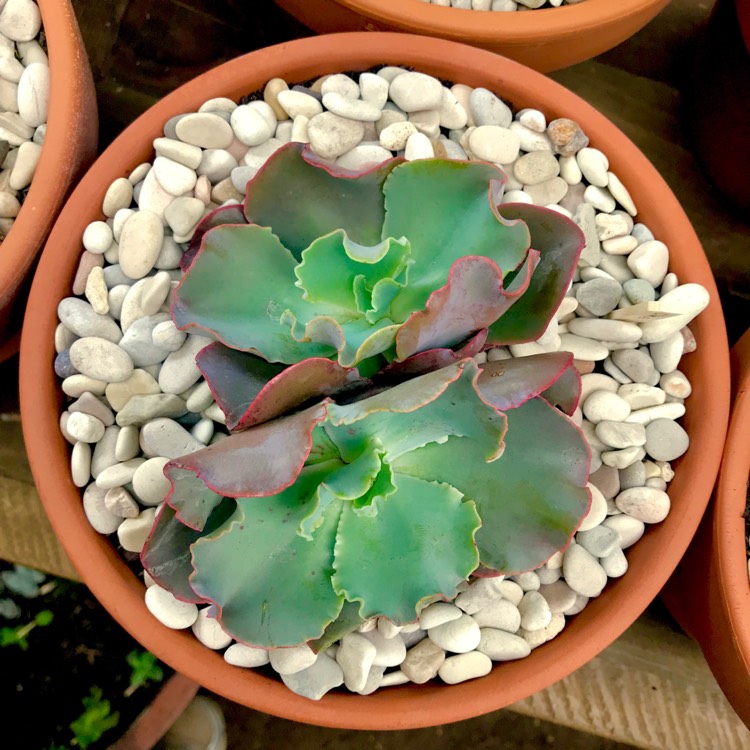 Plant image Echeveria Curls